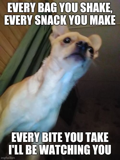 Chihuahua-Meme-Watching Chihuahua Memes Best