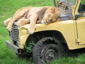 20 Amazing Posts About Animals Close Encounters