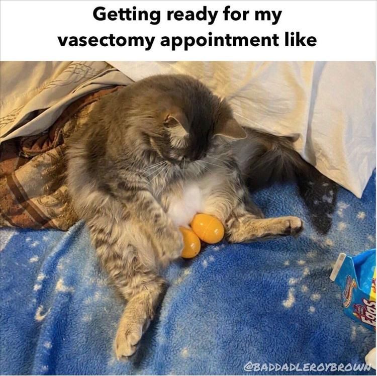 Hilarious Animal Meme Pics