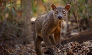 Section-104_990 Bizarre Animals