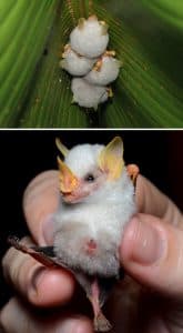 Strange-Unusual-Animals-29-5Af93C4652205__700 Bizarre Animals