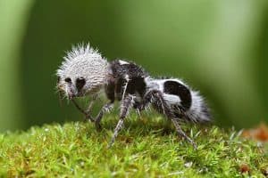 Strange-Unusual-Animals-5Af5534D19Ec8__700 Bizarre Animals