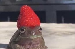 The Best Funny Animal Memes Of The Week 50 Pics 608583D8D9Cfa