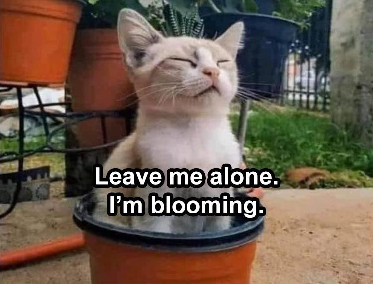 Funniest Animal Memes Pictures Ever Blooming Cat