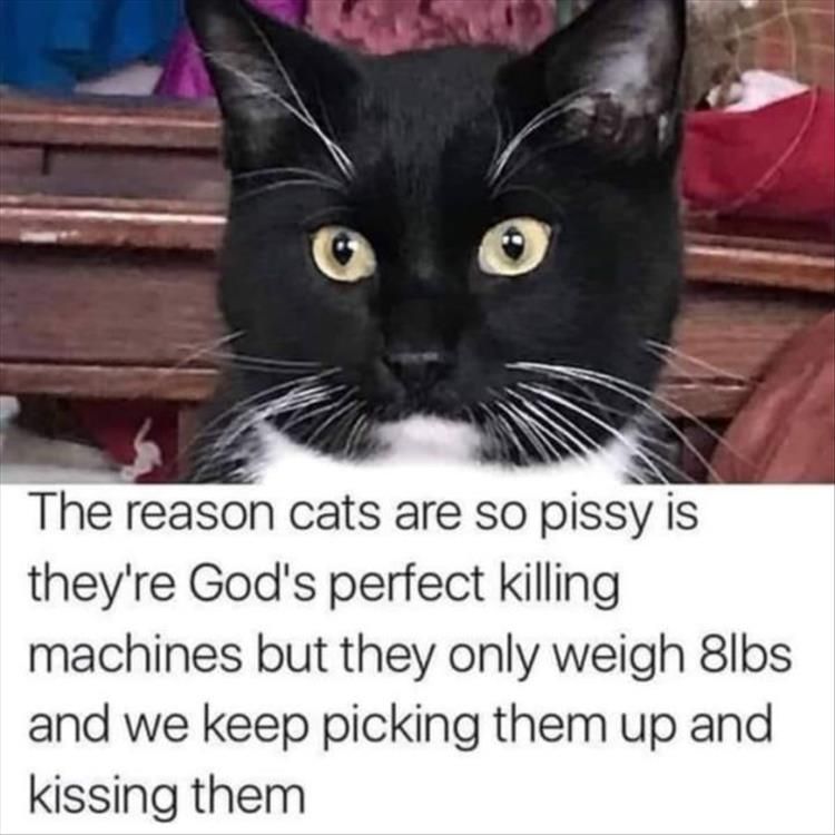 Funniest Animal Memes Pictures Ever Not Fulfilling Potential