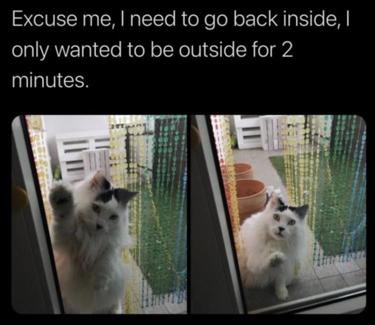 Funniest Animal Memes Pictures Ever Fine Print