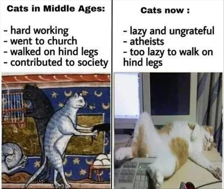 Funniest Animal Memes Pictures Ever Lazy