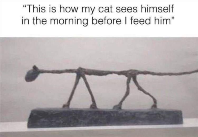 Funniest Animal Memes Pictures Ever Starving