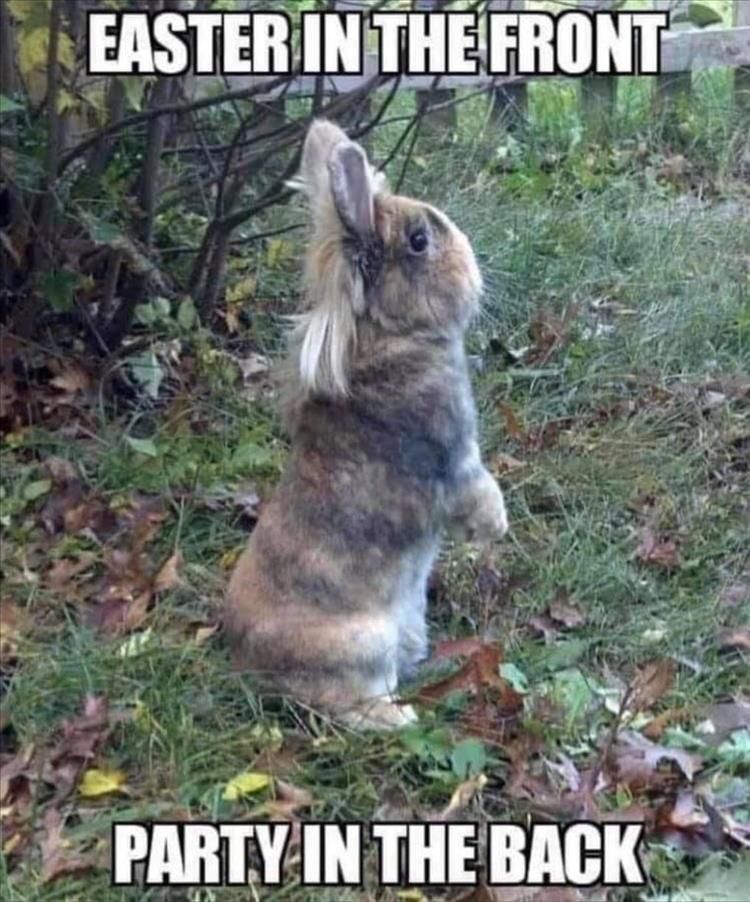 Funniest Animal Memes Pictures Ever Rabbit