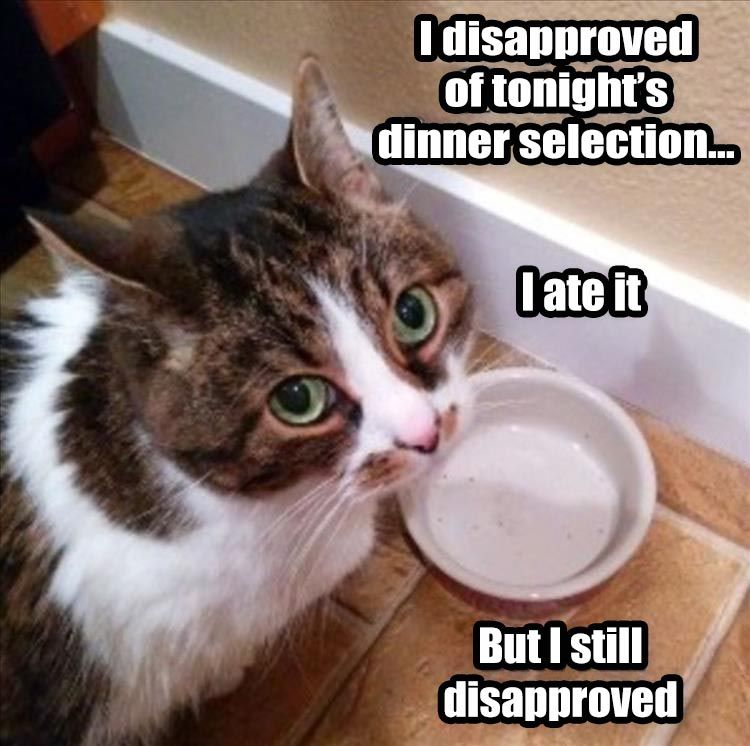 Funniest Animal Memes Pictures Ever Translation