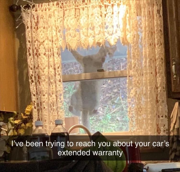 Funniest Animal Memes Pictures Ever Extend