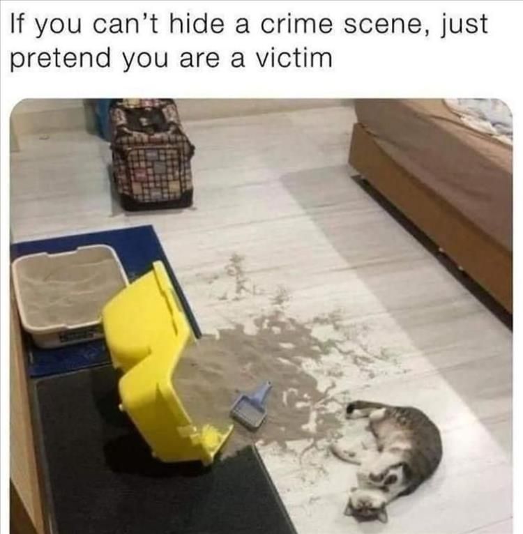 Funniest Animal Memes Pictures Ever Perspectives