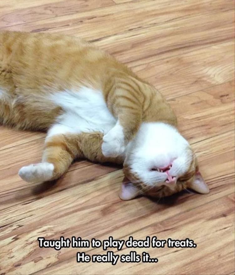 Funniest Animal Memes Pictures Ever Bang For Buck
