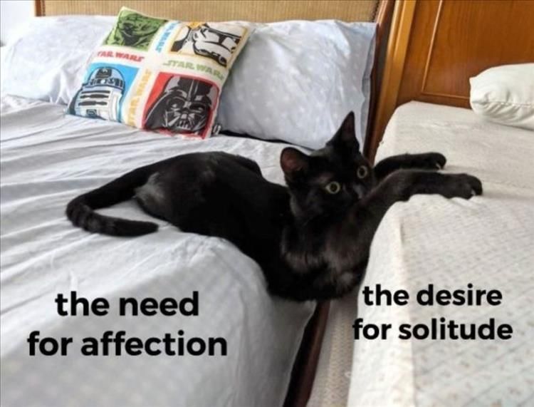 Funniest Animal Memes Pictures Ever So Torn
