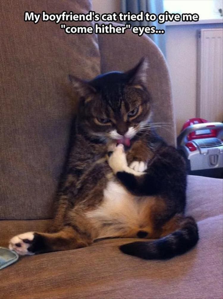 Funniest Animal Memes Pictures Ever How U Doin