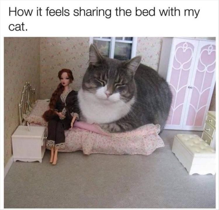 Funniest Animal Memes Pictures Ever So Small