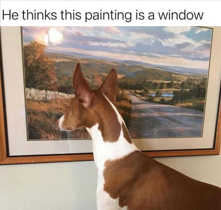 Funniest Animal Memes Pictures Ever 2 D Dog