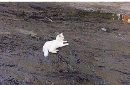 Funny Cute Animal Memes
