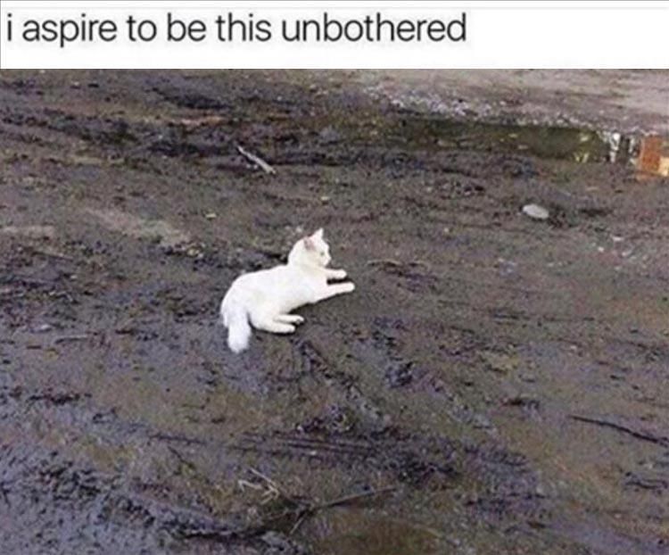 Funny Cute Animal Memes Water Off Ducks Back