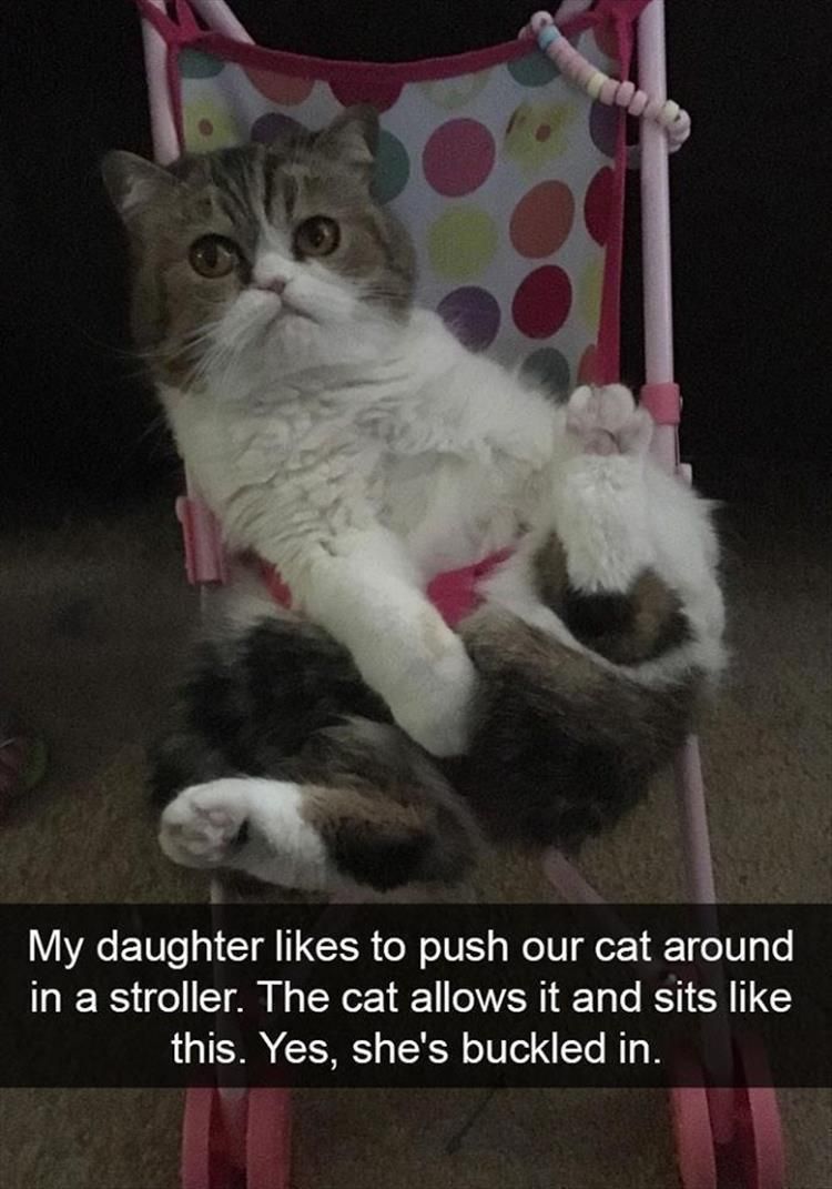 Funny Cute Animal Memes The Life