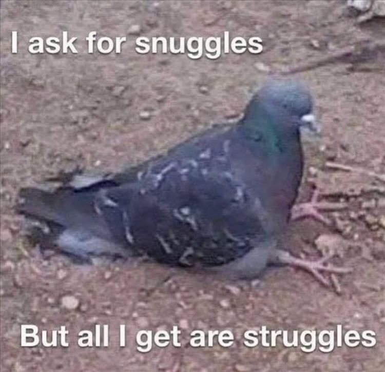 Top 28 Funny Animal Memes Of The Day_60770367112Ea.jpeg Funny Cute Animal Memes Fml