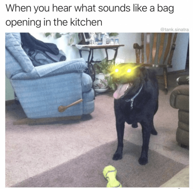 Top 28 Funny Animal Memes Of The Day_6077036950Ce3.Png Funny Cute Animal Memes Snacks Detected