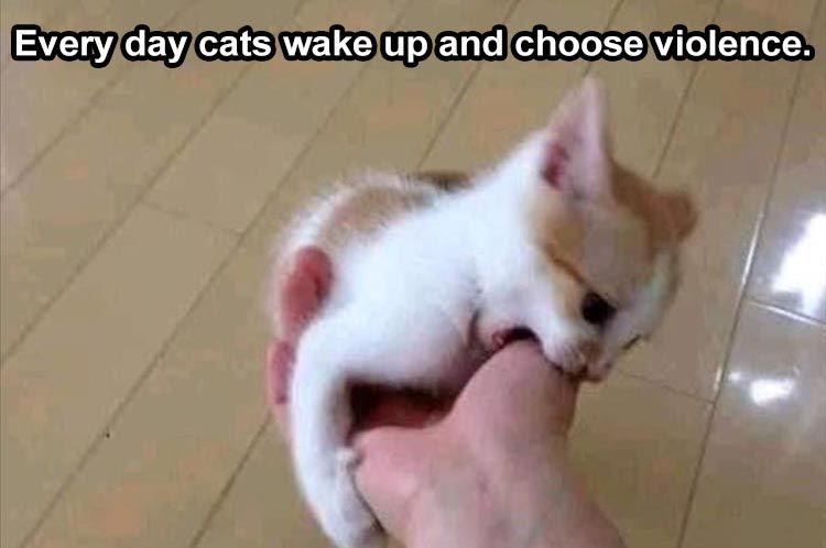 Top 28 Funny Cute Pet Memes Of The Day Gun Laws