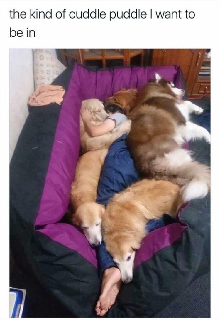 Top 28 Funny Cute Pet Memes Of The Day Diving In