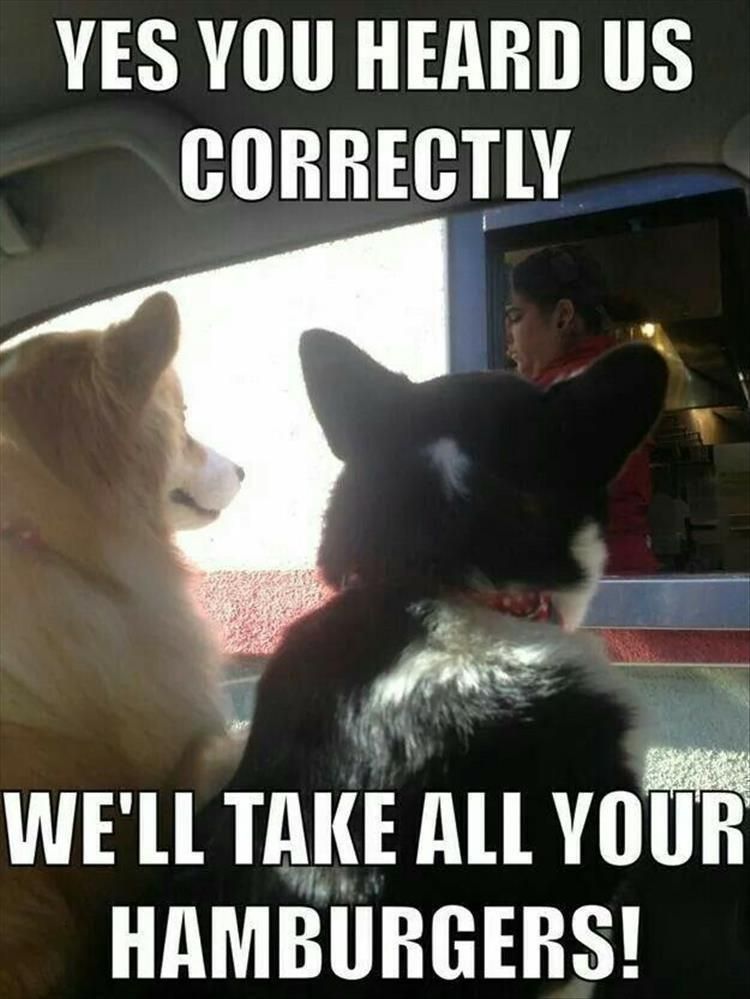 Top 28 Funny Cute Pet Memes Of The Day Hand Over The Burgers