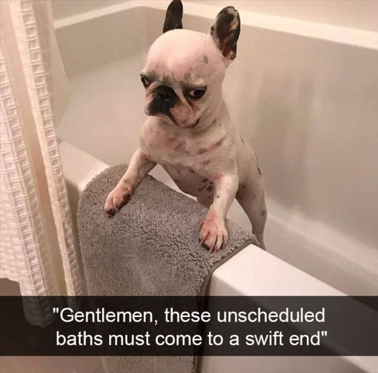 Top 28 Funny Cute Pet Memes Of The Day Karen Dog