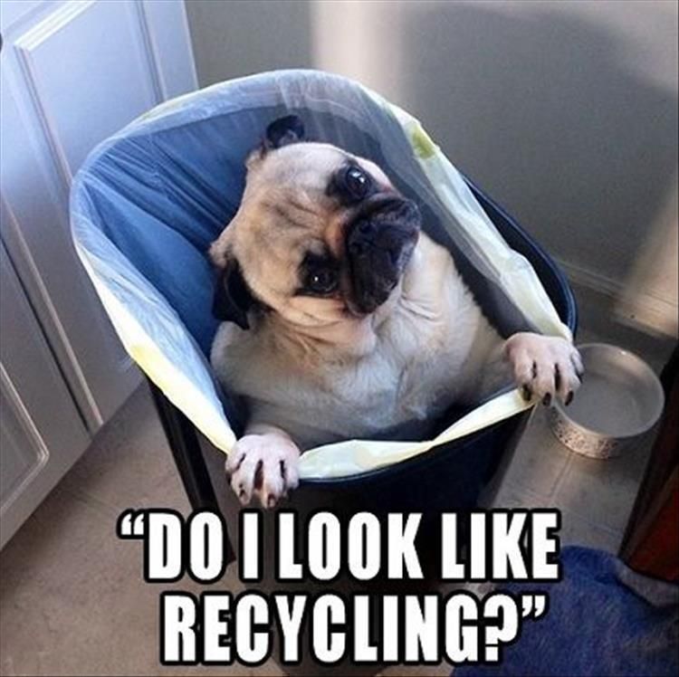Top 28 Funny Cute Pet Memes Of The Day Recycle Burgers