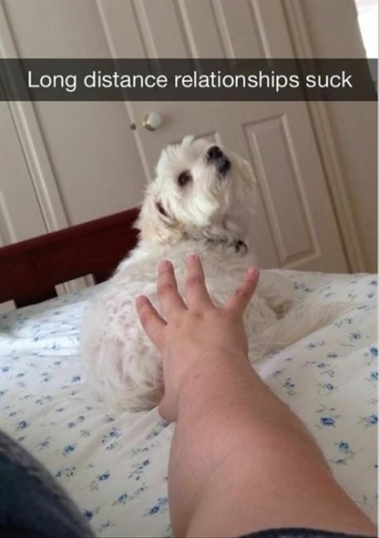 Top 28 Funny Cute Pet Memes Of The Day Get Over Here