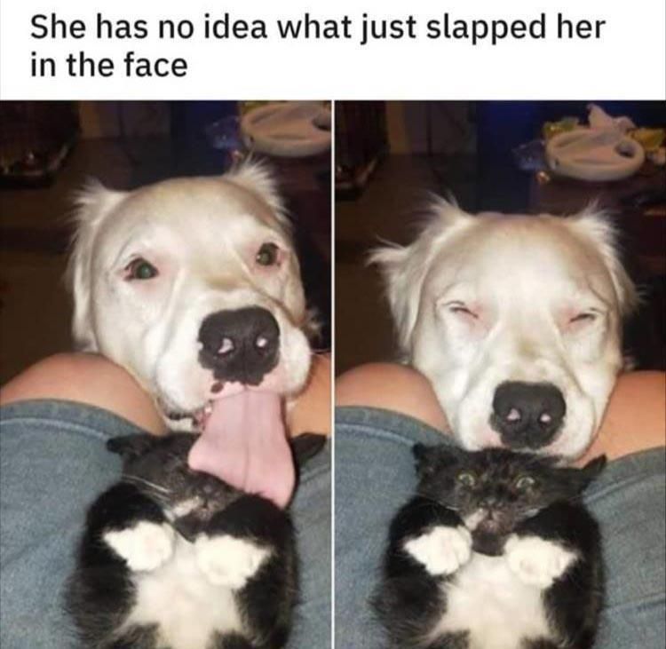 Cute Animal Meme