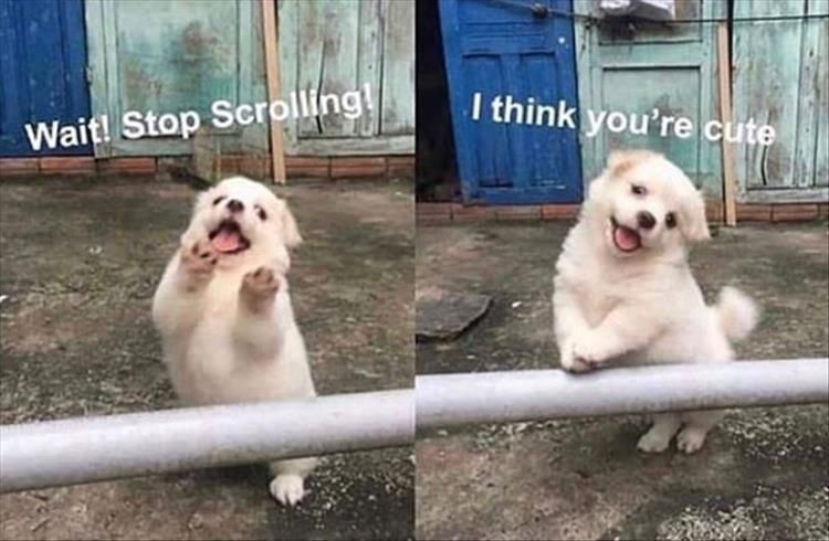 Cutest Animal Memes Pic