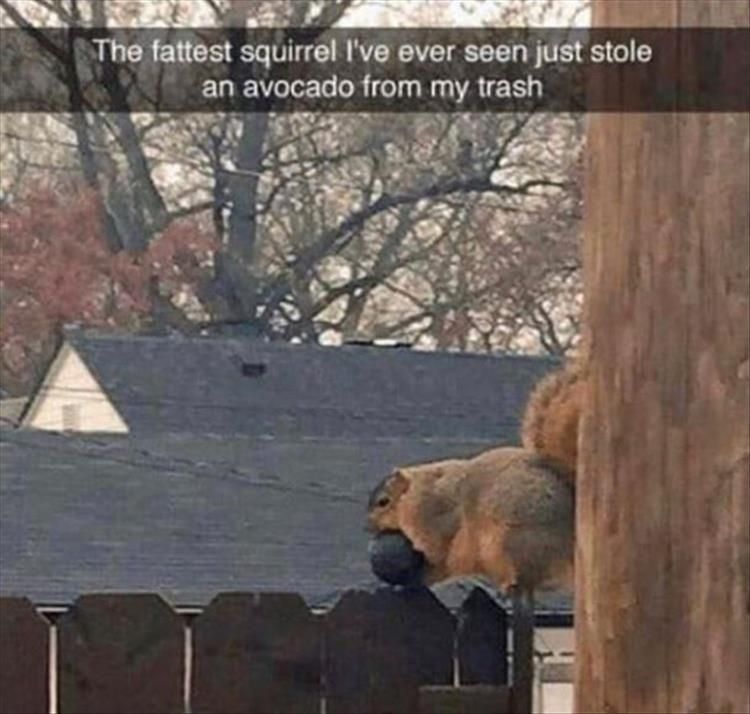 Cutest Animal Memes Pics