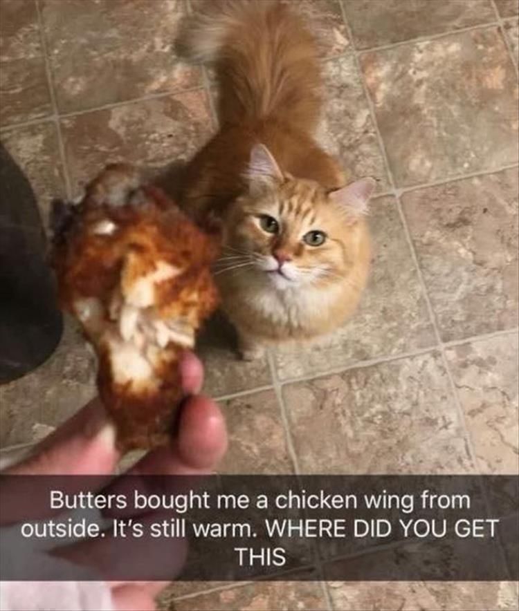 Animal Pic Cutest