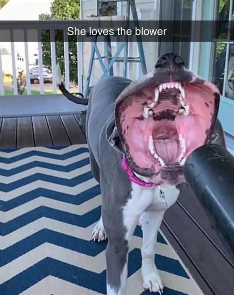 Top 37 Funny Animal Memes Of The Day_607854Dd54F8B.jpeg Funny Cute Animal Memes Jurassic Park