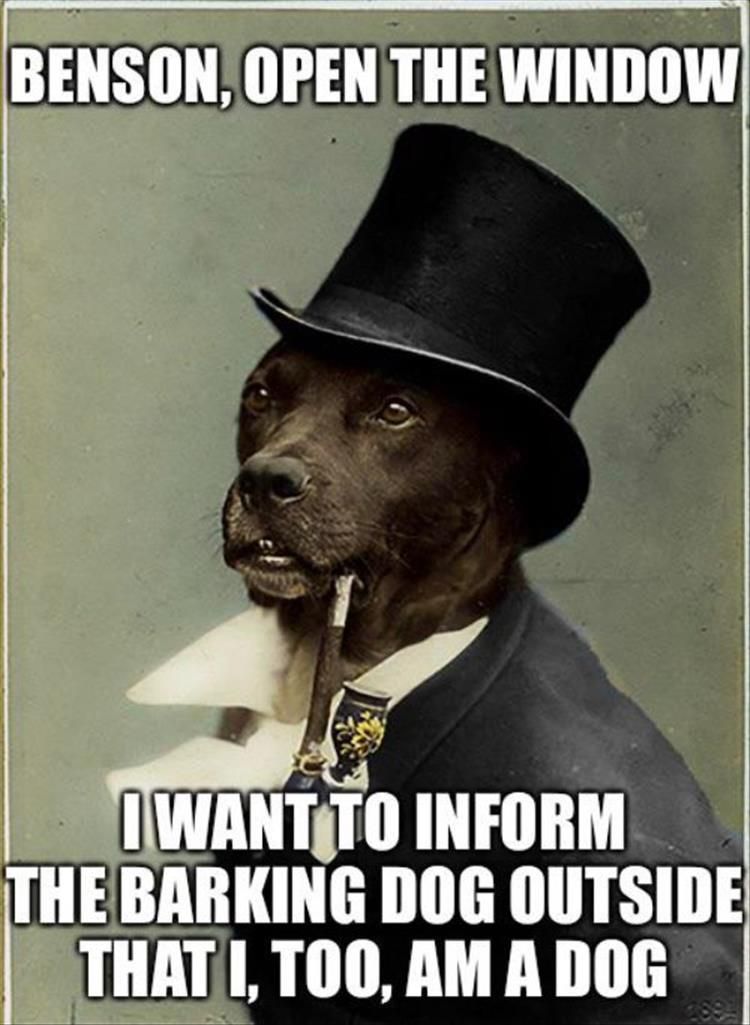 Top 37 Funny Animal Memes Of The Day_607854Ddccba0.Jpeg Funny Cute Animal Memes Evolved Dogs