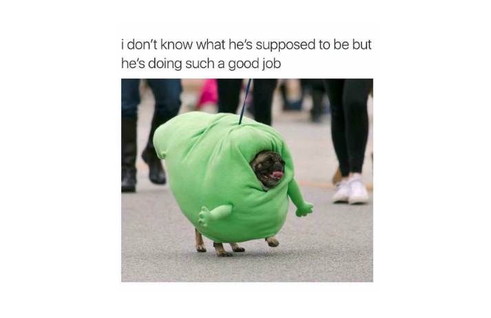 22 Cute And Wholesome Memes To Share With Friends