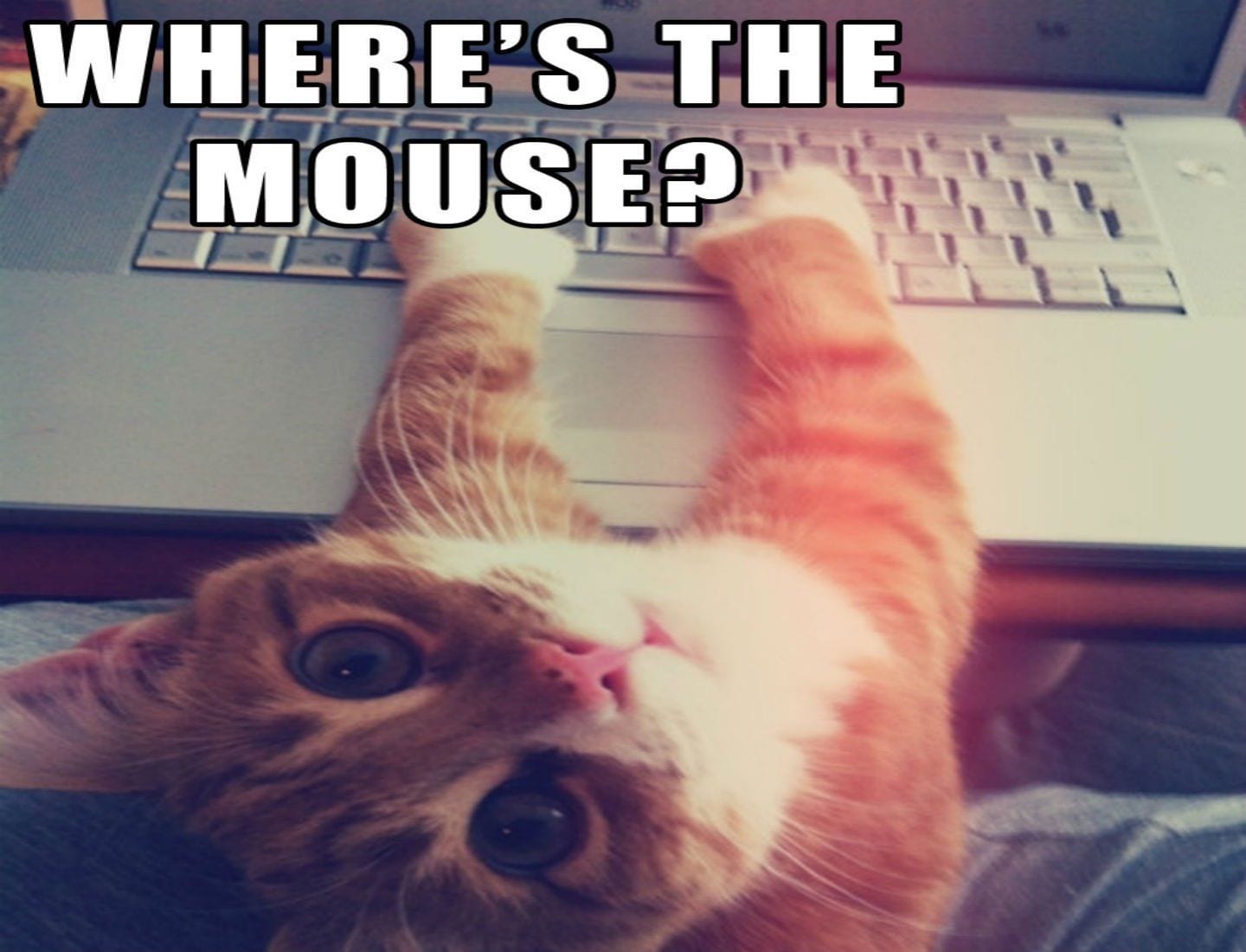 20 Hilarious Pet Memes For Animal Lovers