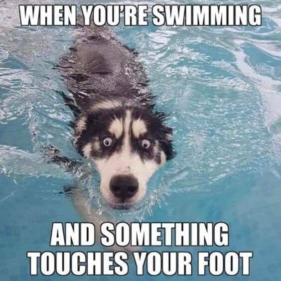 20 Cute And Funny Animal Memes You Must See 