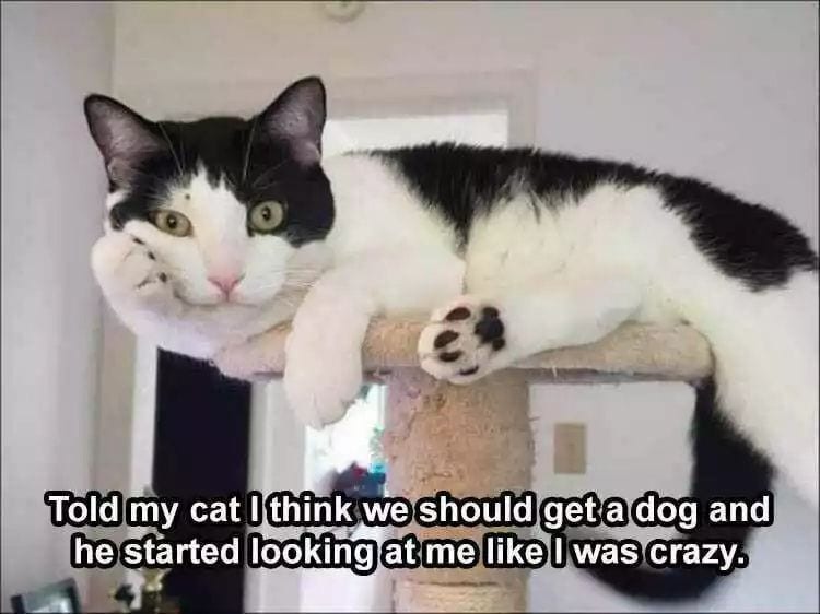 20 Cute And Funny Animal Memes You Must See 