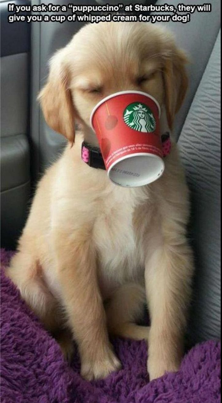 20 Cute And Funny Animal Memes You Must See 