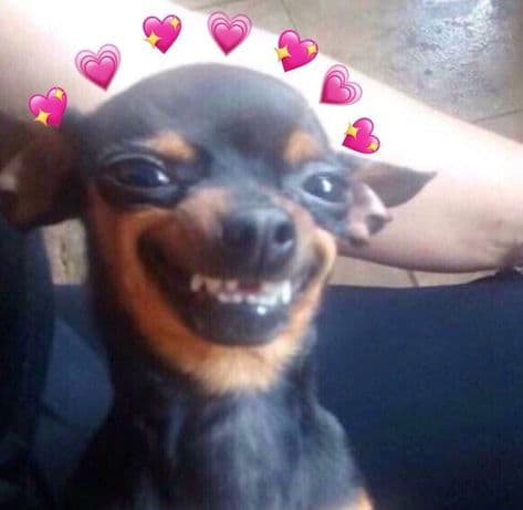15 Of The Cutest Smiling Dog Pictures You Must See 
