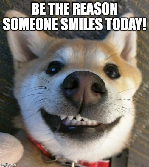 15 Of The Cutest Smiling Dog Pictures You Must See 