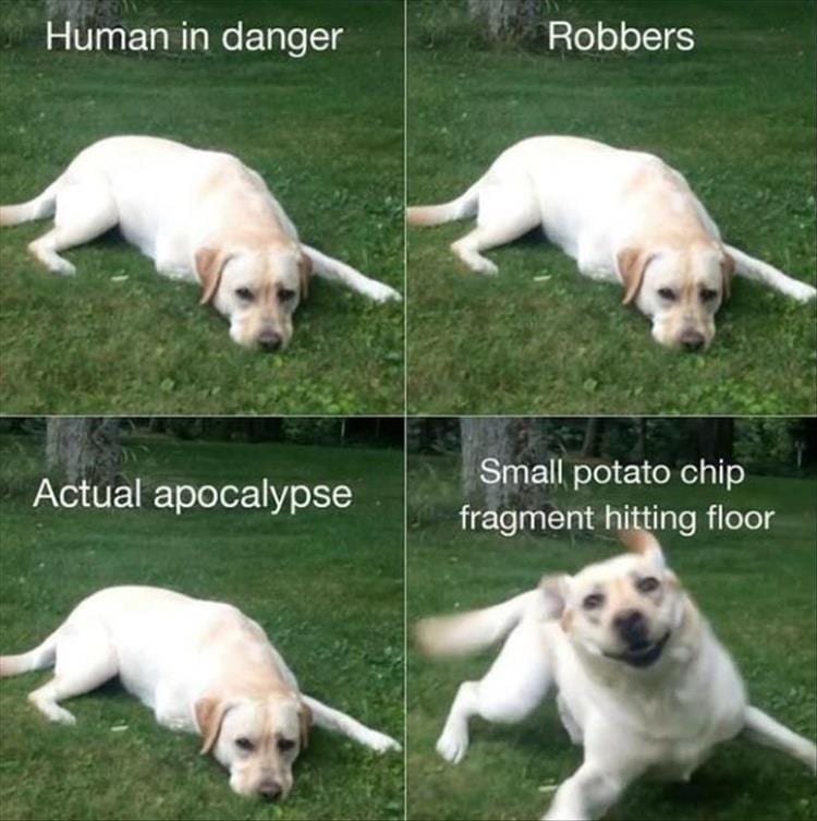 20 Cute And Funny Animal Memes You Must See 