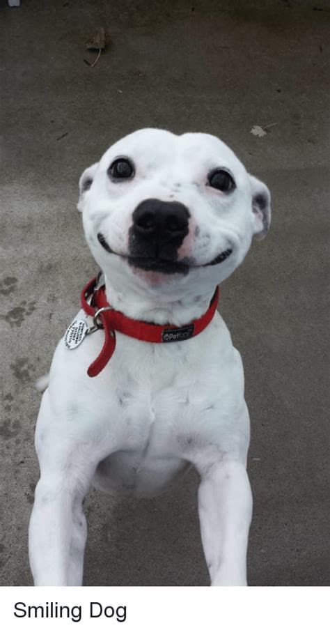 15 Of The Cutest Smiling Dog Pictures You Must See 