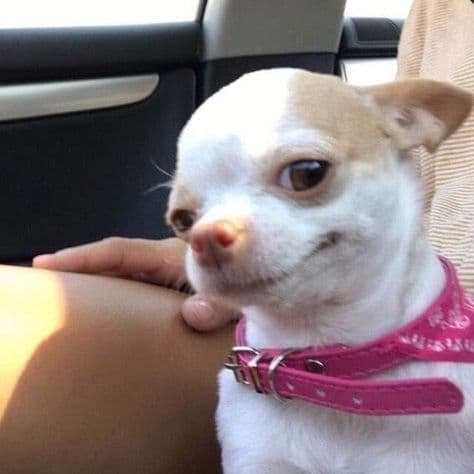 15 Of The Cutest Smiling Dog Pictures You Must See 