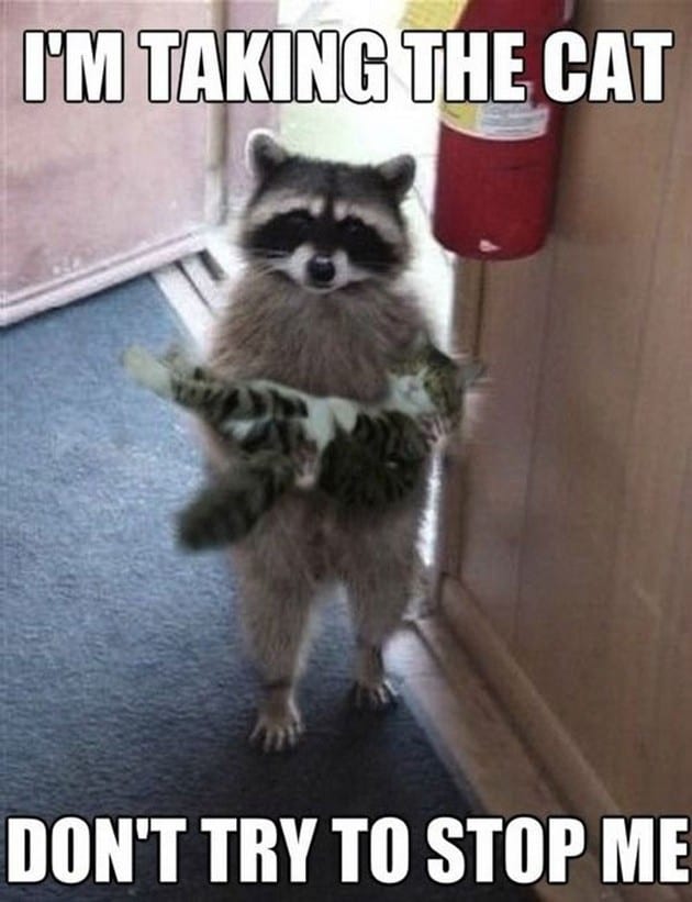 20 Cute And Funny Animal Memes You Must See 