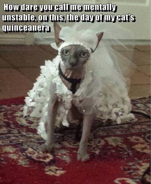 20 Cute And Funny Animal Memes You Must See 